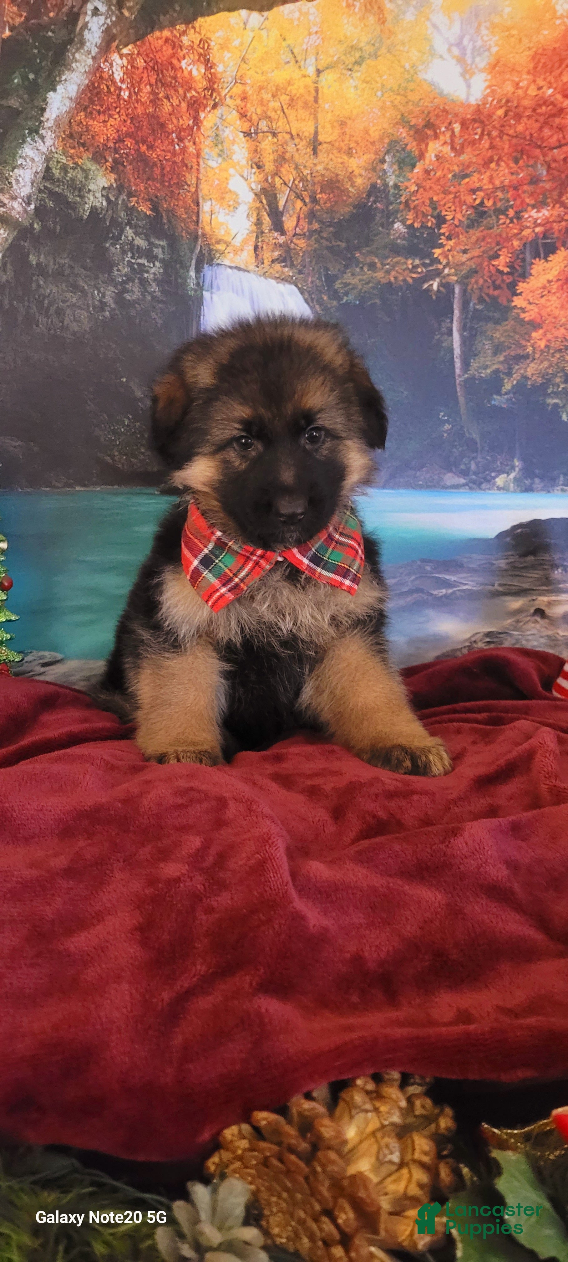 German Shepherd dogs Tiny Tim - Ad 30