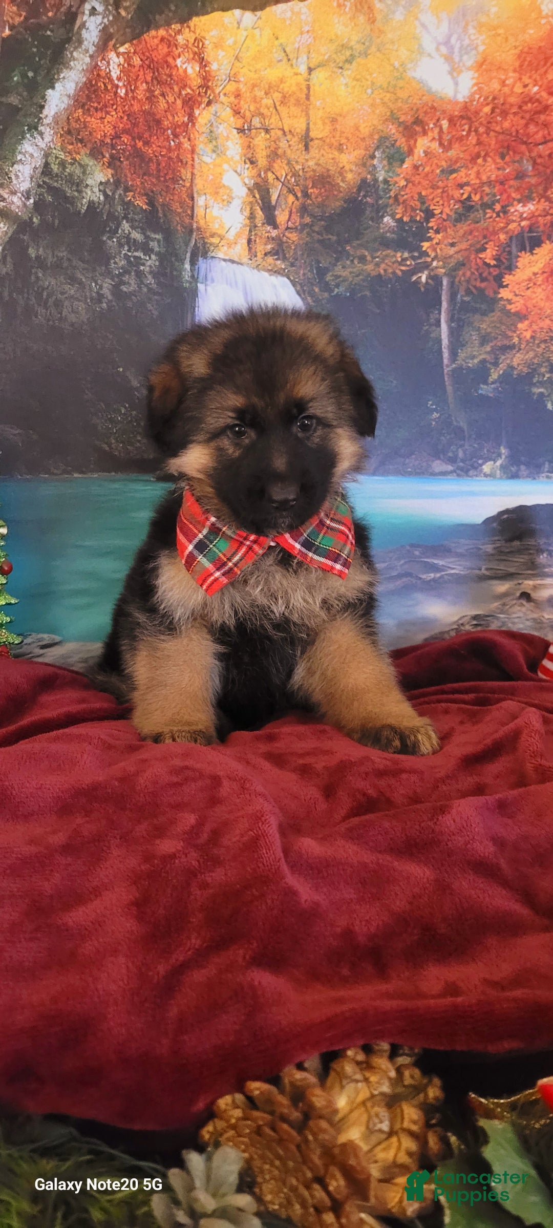 German Shepherd dogs for sale: Tiny Tim - Ad 1