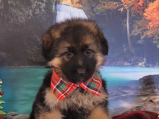 German Shepherd dogs Tiny Tim - Ad 30