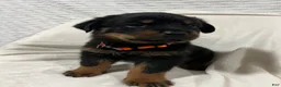 Rottweiler dogs for sale: Taz - Ad 4