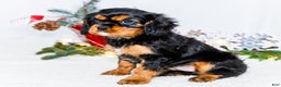Cavalier King Charles Spaniel dogs for sale: Tinsel - Ad 5