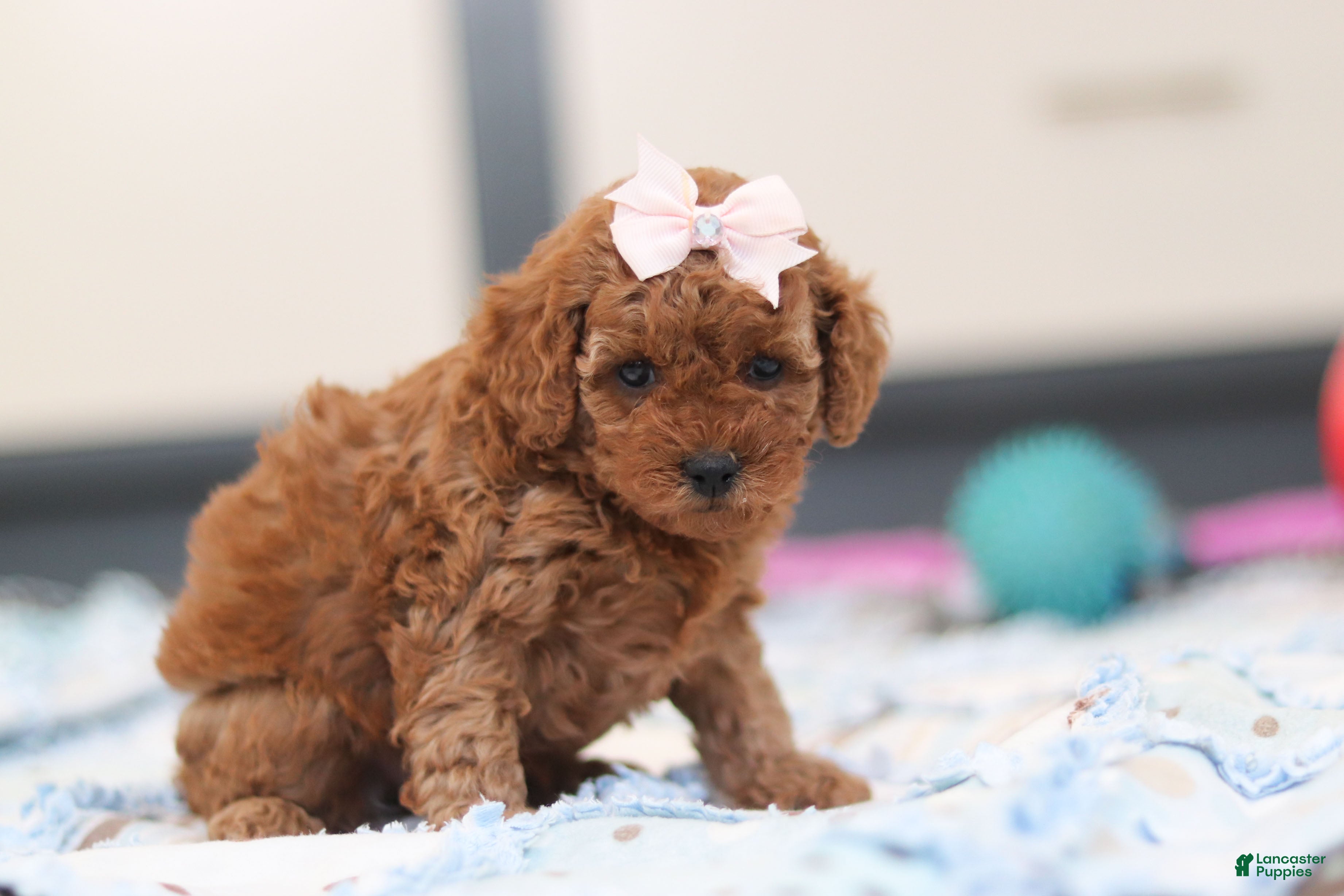 Cavapoo dogs Lulu - Ad 20
