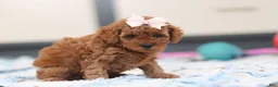Cavapoo dogs for sale: Lulu - Ad 1