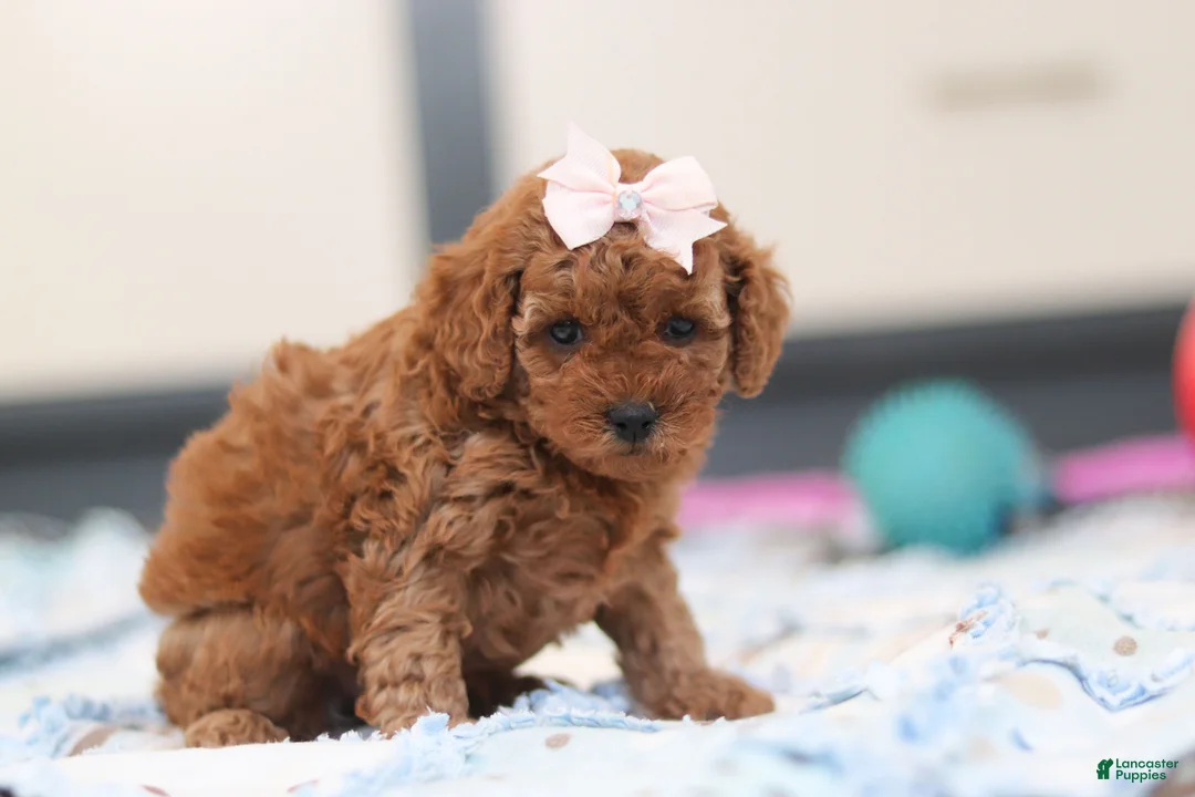 Cavapoo dogs for sale: Lulu - Ad 1