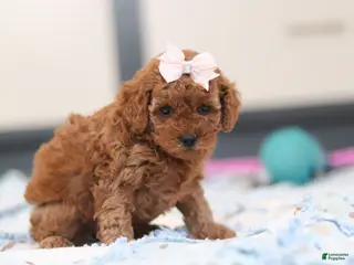 Cavapoo dogs Lulu - Ad 20