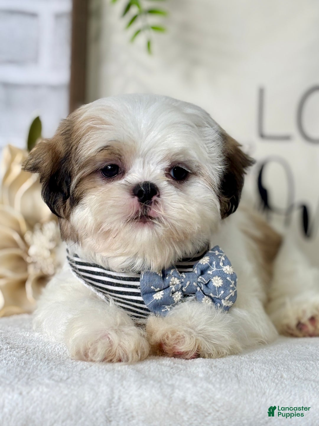 Shih Tzu dogs for sale: Brady - Ad 2