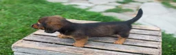 Miniature Dachshund dogs for sale: Gus - Ad 14