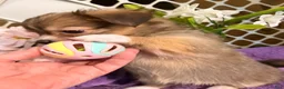 Mixed Breed dogs for sale: Mixed Breed 3 - Ad 10