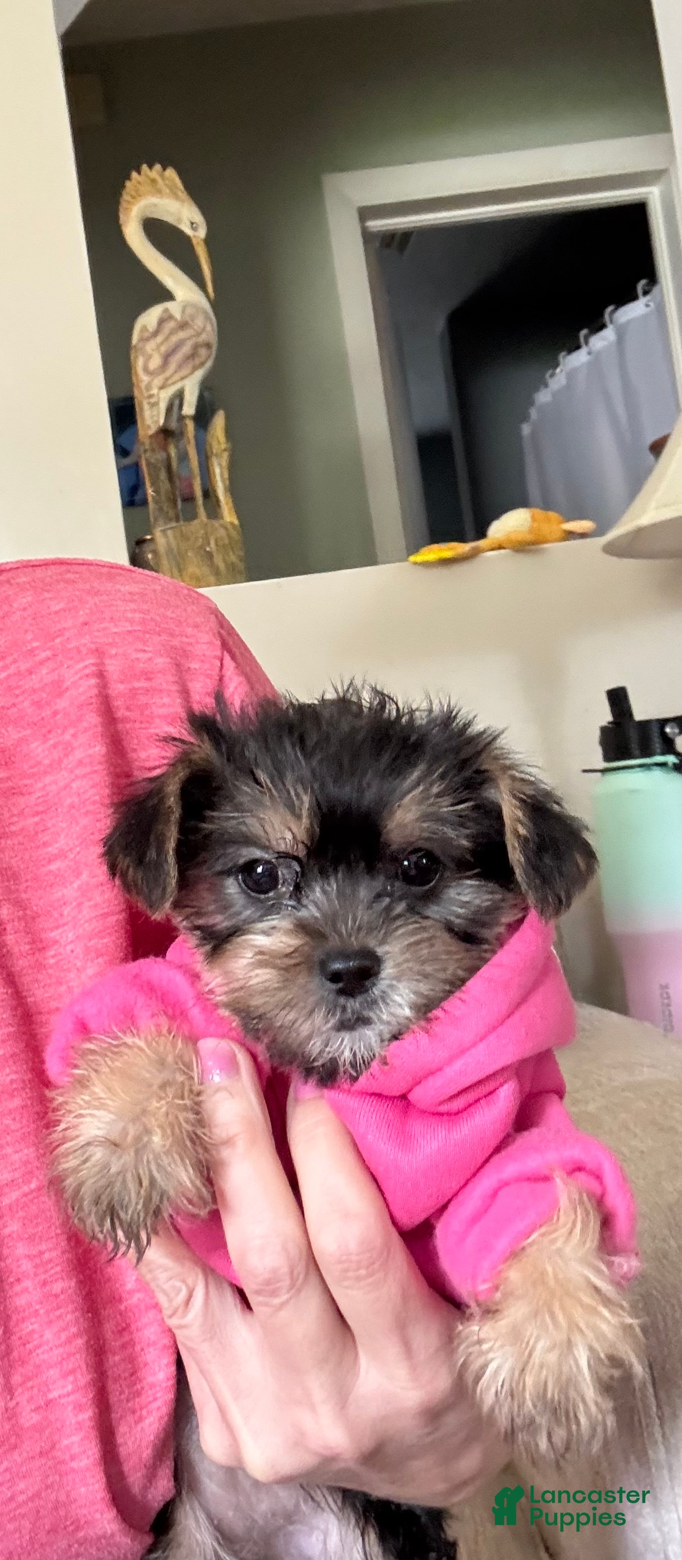 Shorkie dogs Shorkie Puppy 3 - Ad 28