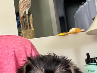 Shorkie dogs Shorkie Puppy 3 - Ad 22