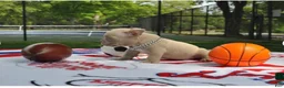 American Bully dogs for sale: American Bully 2 - Ad 10