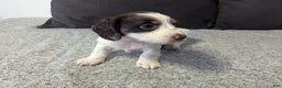 Miniature Dachshund dogs for sale: Sky - Ad 5