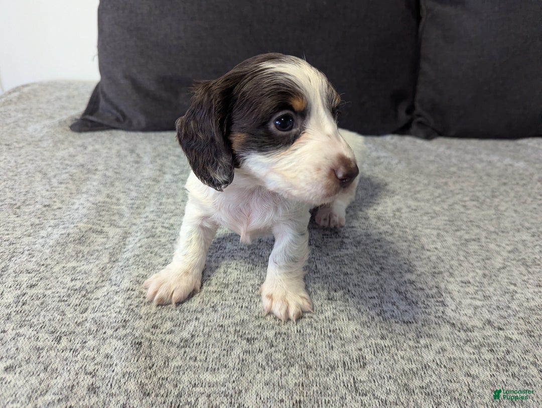 Miniature Dachshund dogs for sale: Sky - Ad 5