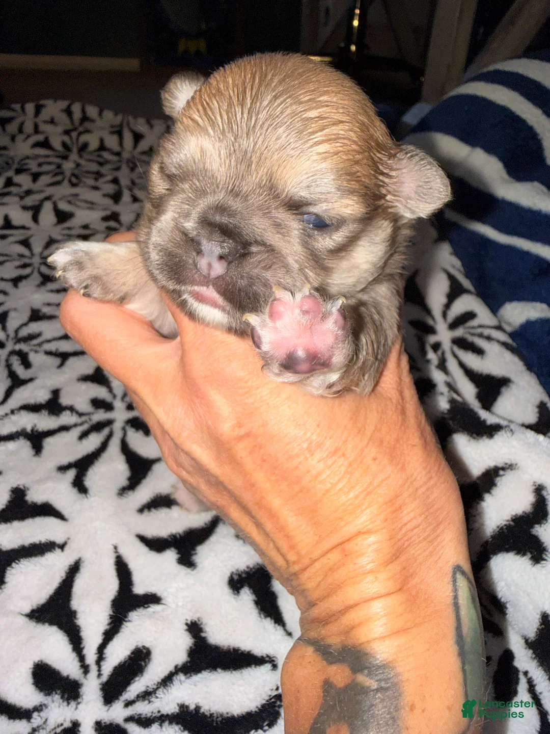 French Bulldog dogs for sale: French Bulldog Puppy 2 - Ad 8