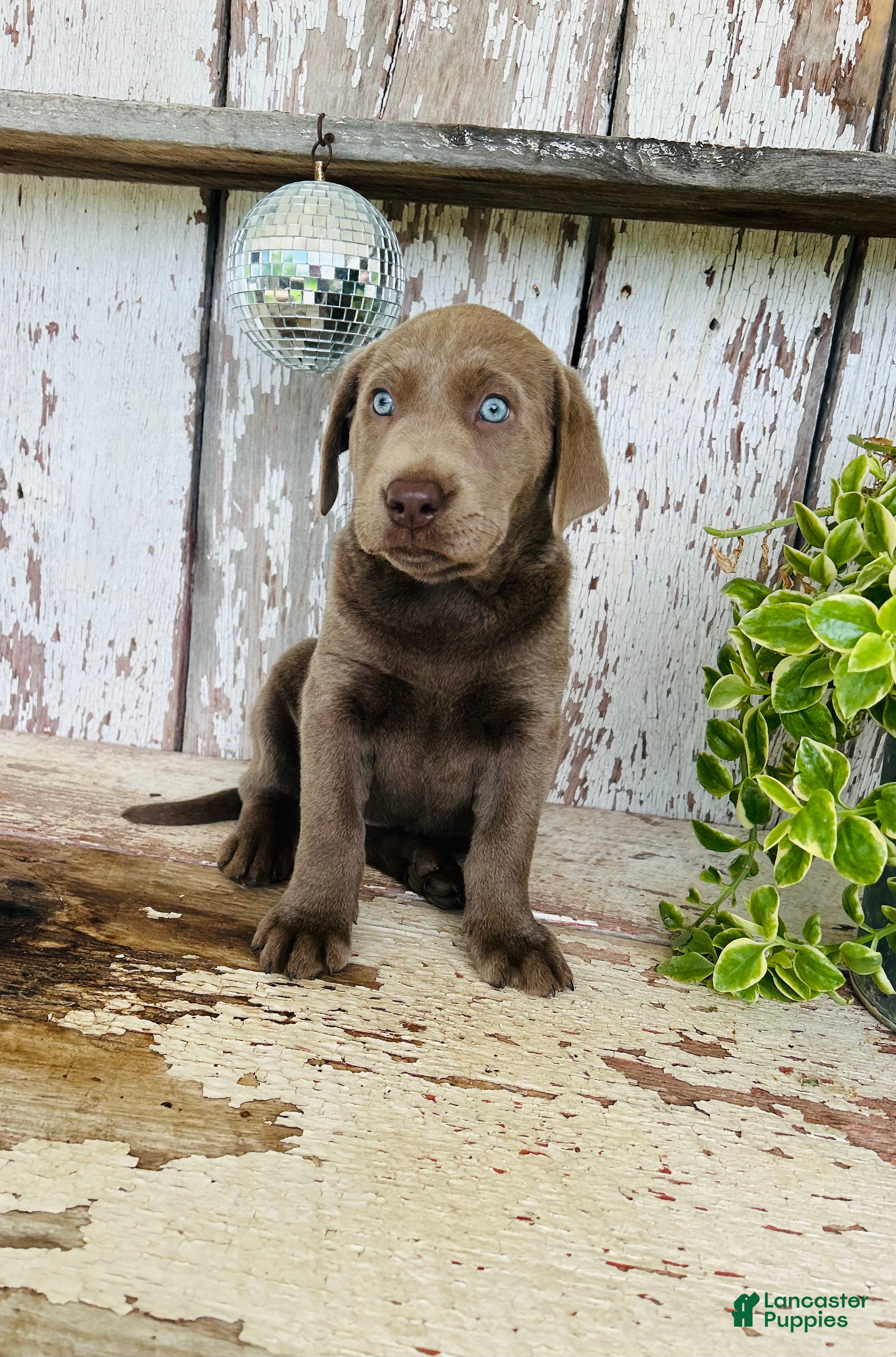 Labrador Retriever dogs Ally  - Ad 1