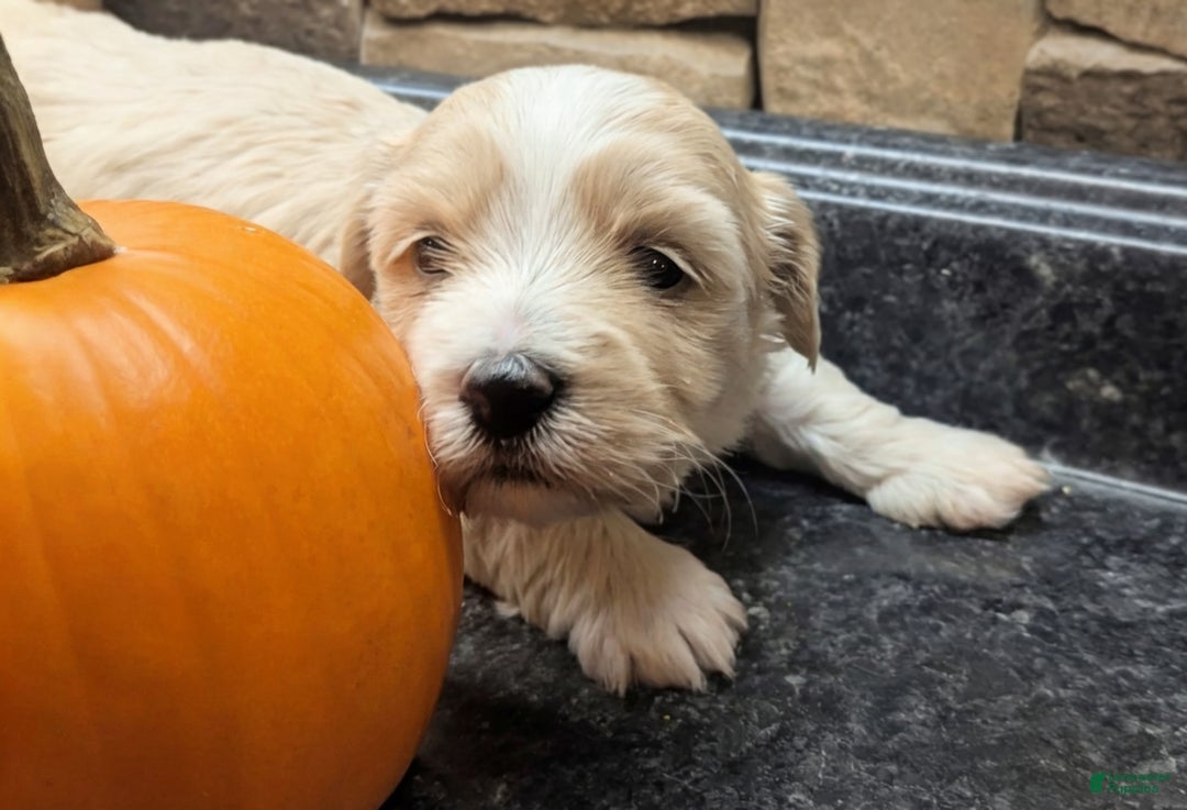 Mixed Breed dogs for sale: Rocket - Ad 21