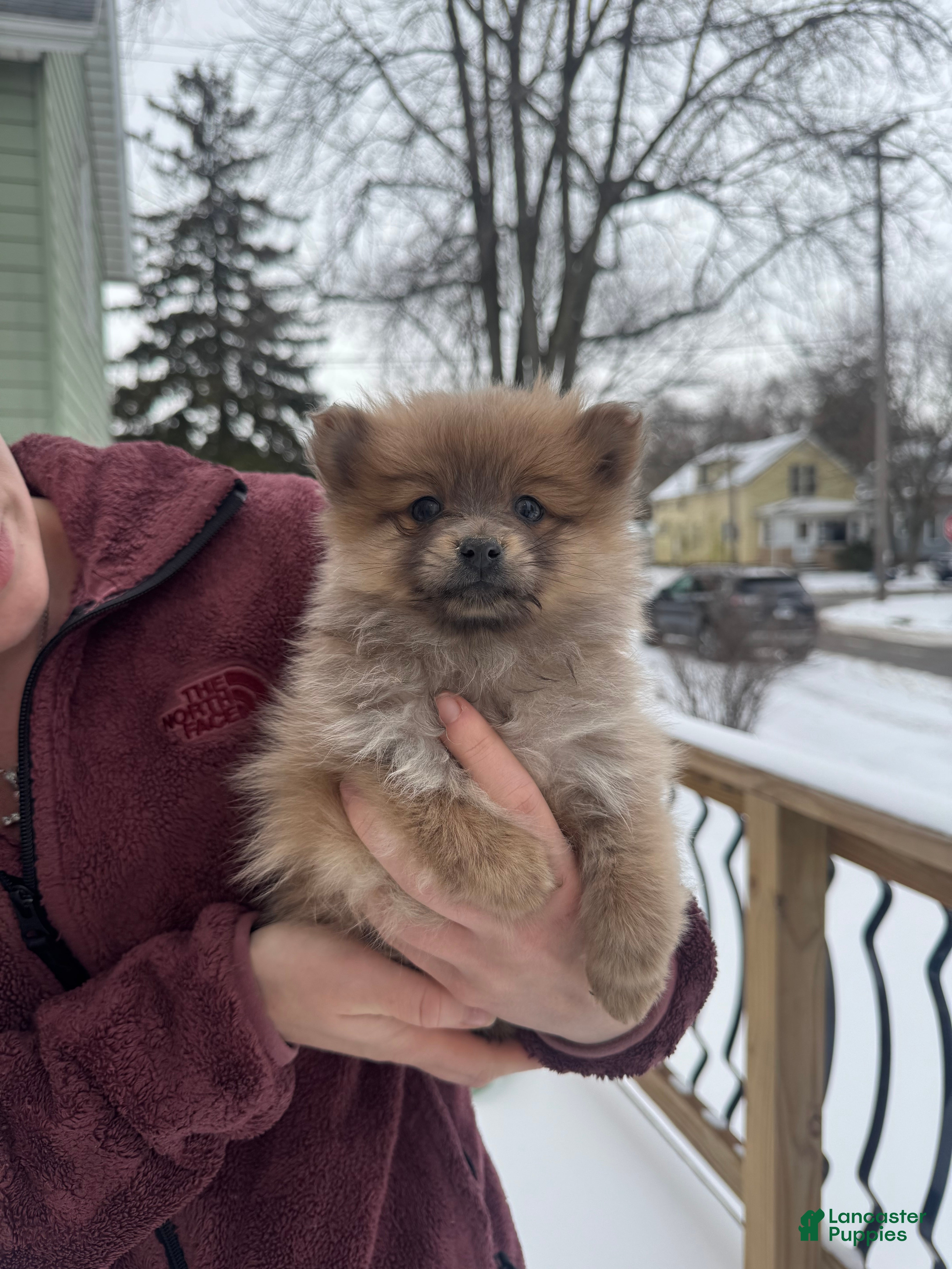 Pomeranian dogs Poppy - Ad 3