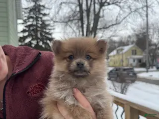 Pomeranian dogs for sale: Poppy - Ad 1
