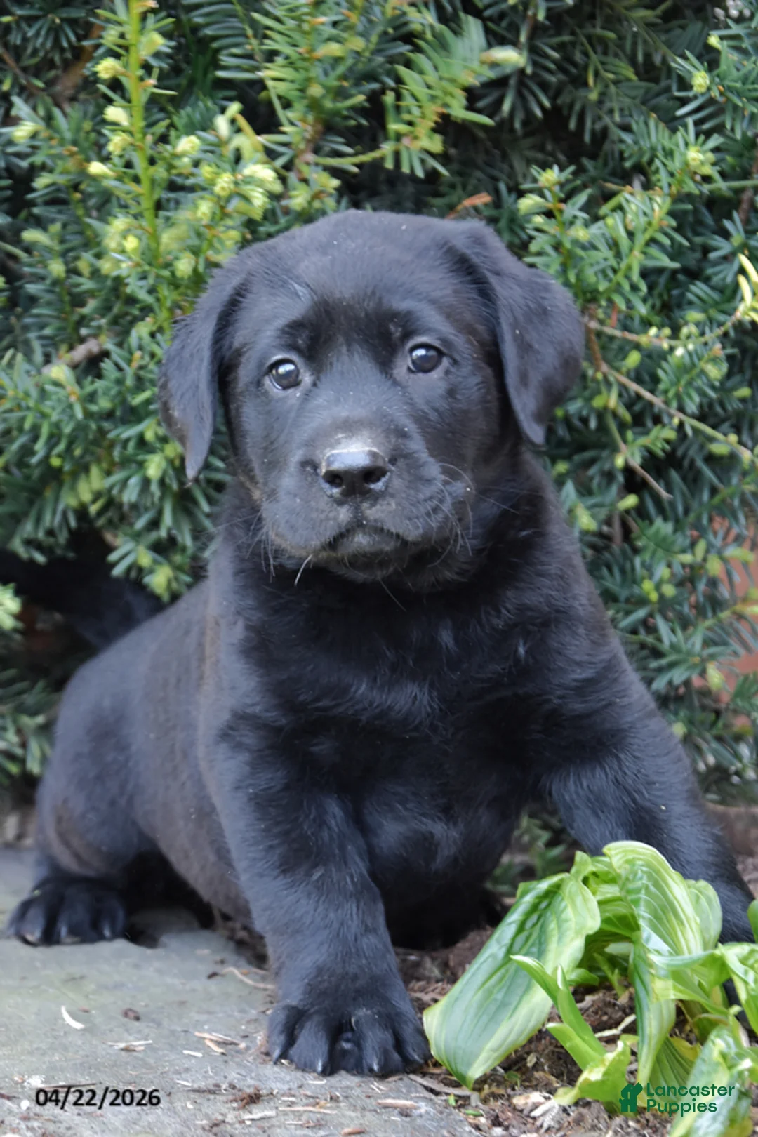 Labrador Retriever dogs for sale: Wyatt - Ad 1