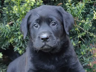 Labrador Retriever dogs for sale: Wyatt - Ad 2