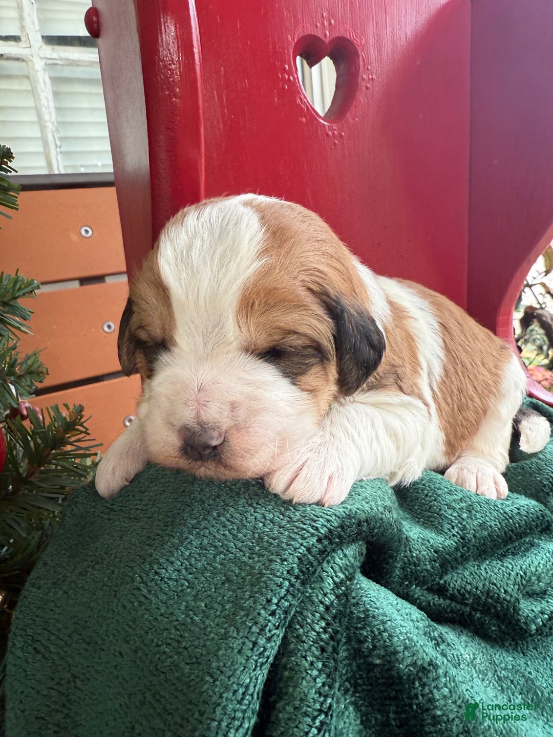 Saint Berdoodles dogs for sale: Bella - Ad 8