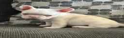 French Bulldog dogs for sale: Pinkey  - Ad 7