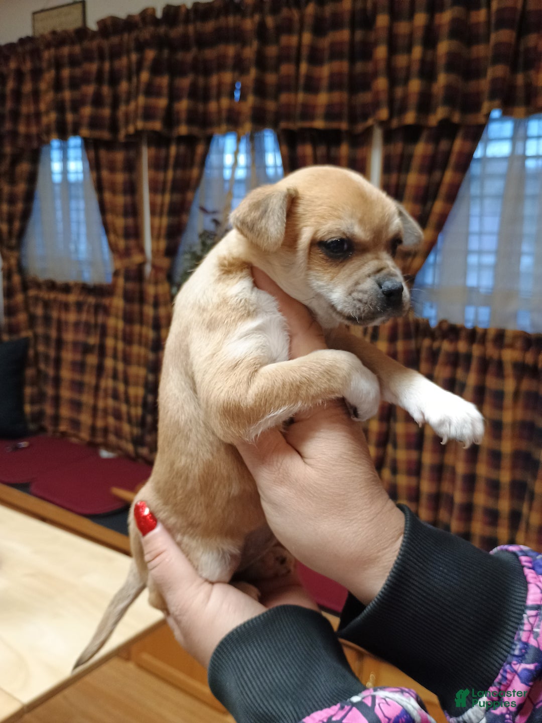 Chihuahua dogs for sale: Blaze - Ad 7