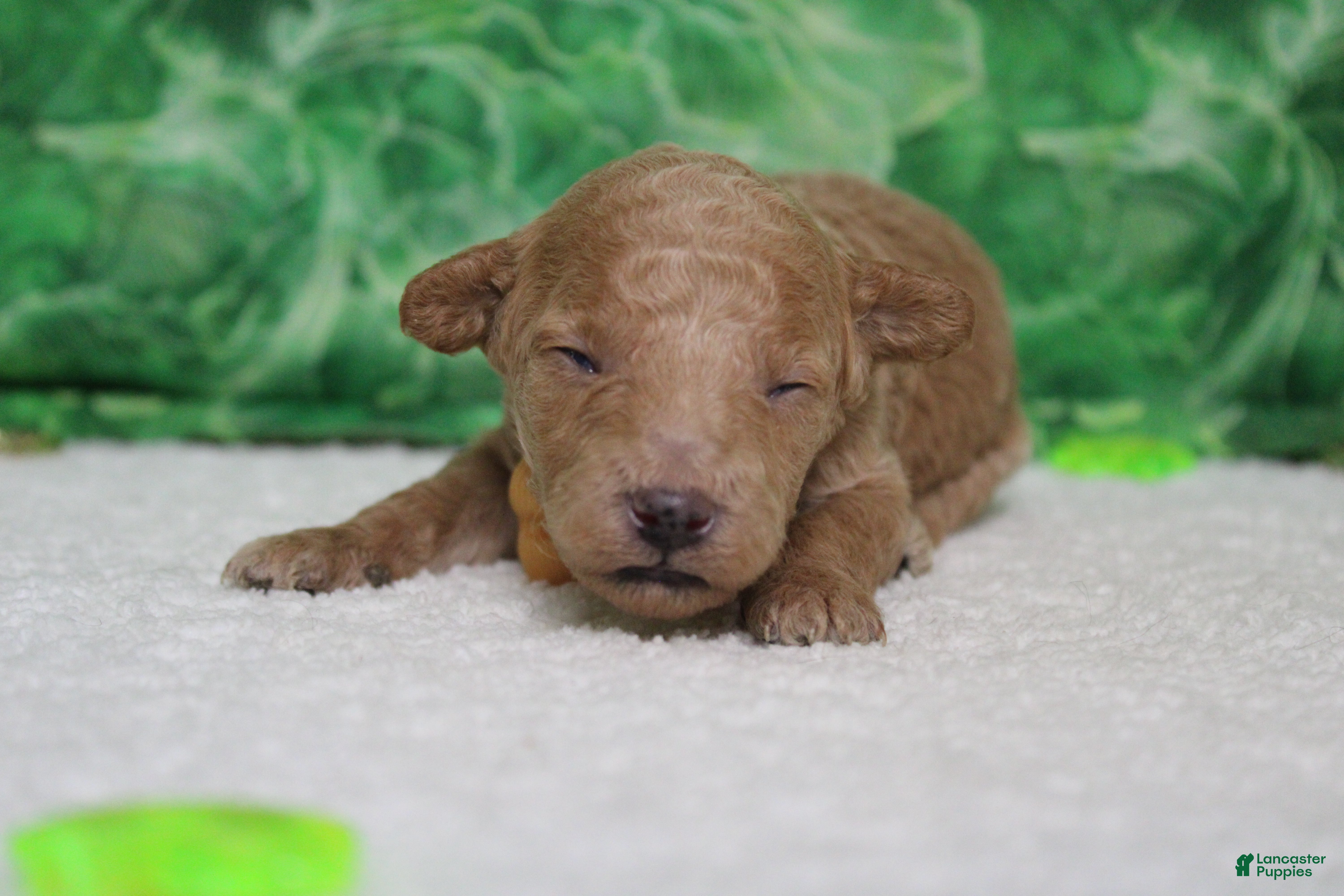 Miniature Poodle dogs Byron  - Ad 39