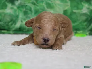 Miniature Poodle dogs Byron - Ad 39