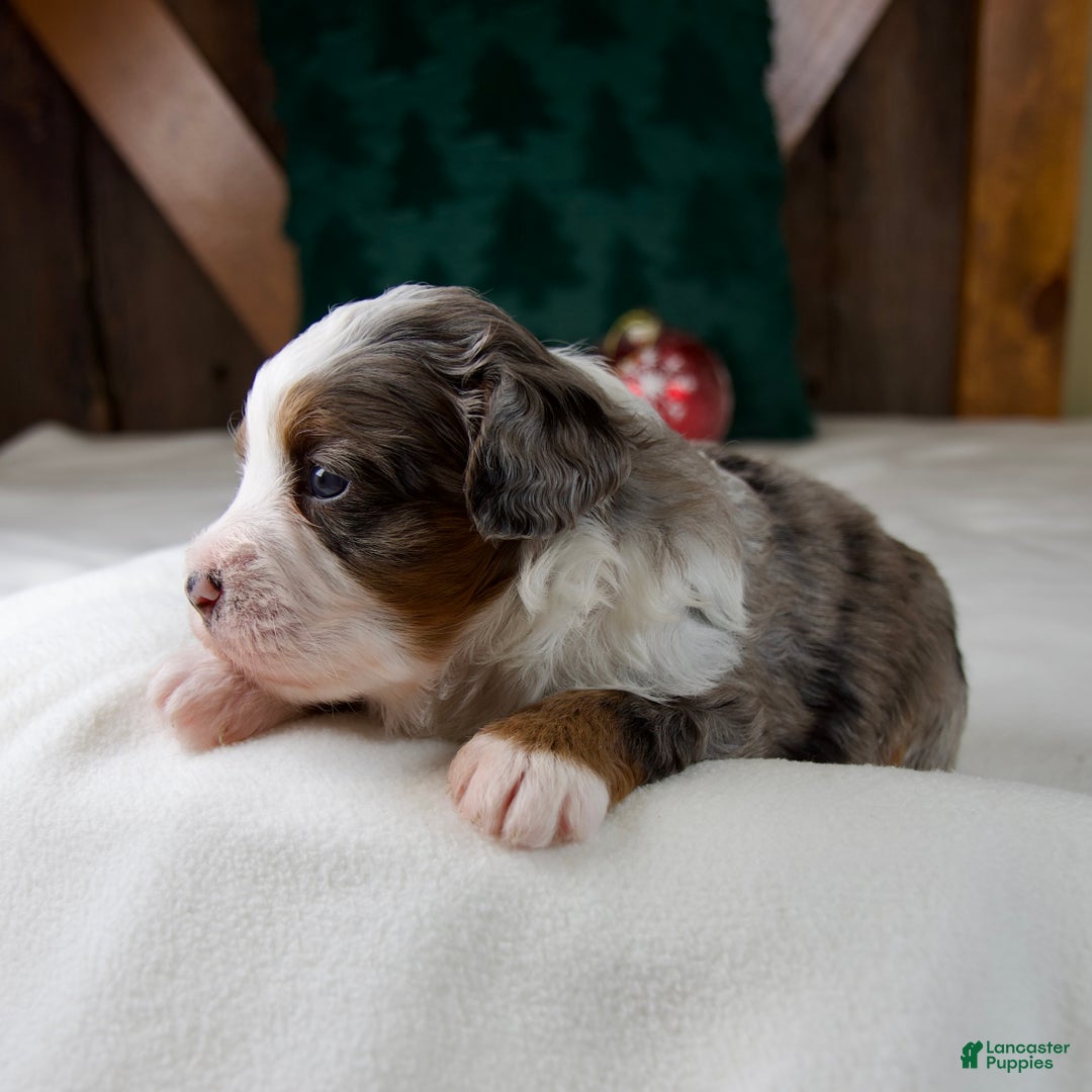 Mini Bernedoodle dogs for sale: Holly Girl - Ad 6