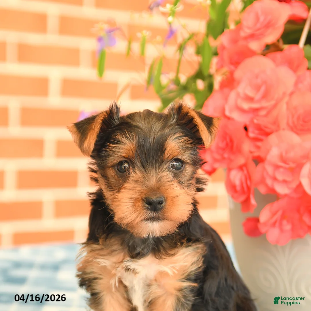 Yorkshire Terrier dogs for sale: Lulu - Ad 5
