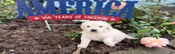 Golden Retriever dogs for sale: Tinker - Ad 2