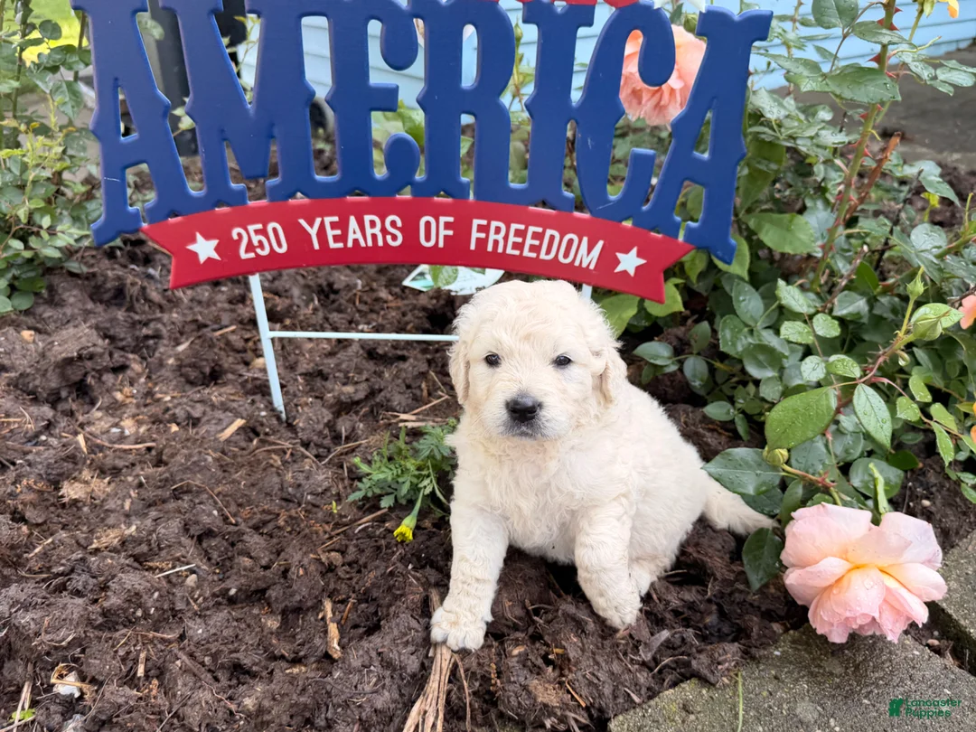 Golden Retriever dogs for sale: Tinker - Ad 2