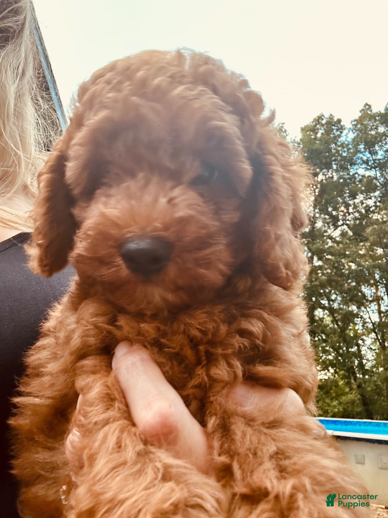 Toy Poodle dogs Toy Poodle 2 - Ad 1