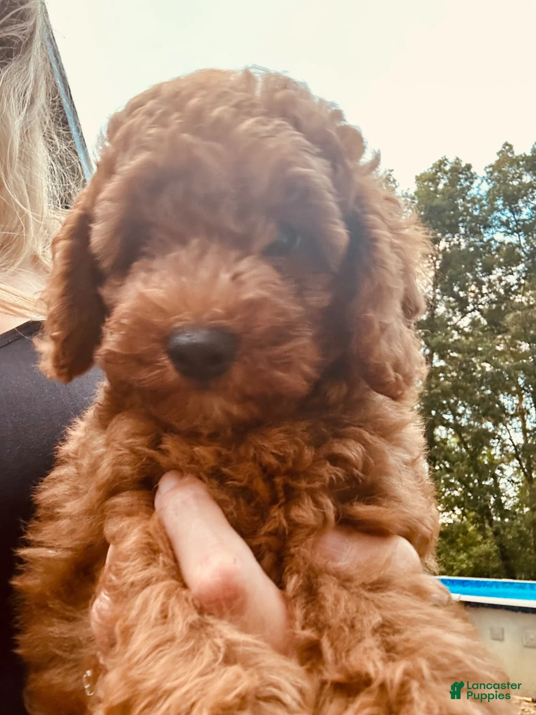 Toy Poodle dogs for sale: Toy Poodle 2 - Ad 1