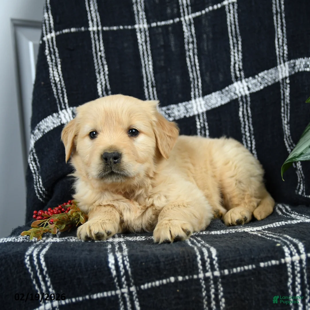 Golden Retriever dogs for sale: Pancake - Ad 2