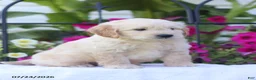 Mini Goldendoodle dogs for sale: Jimmy - Ad 3