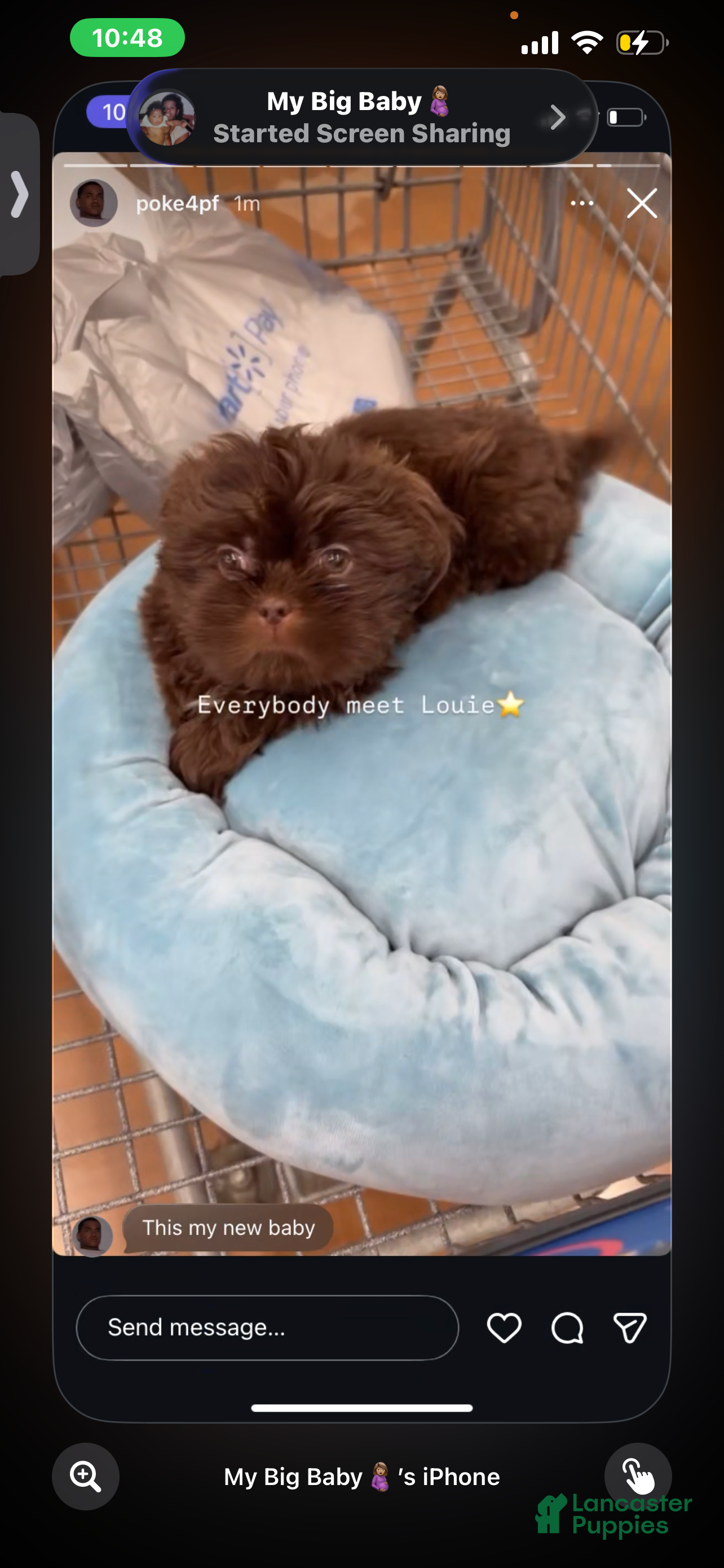 Shih Tzu dogs Shih Tzu Puppy 4 - Ad 42