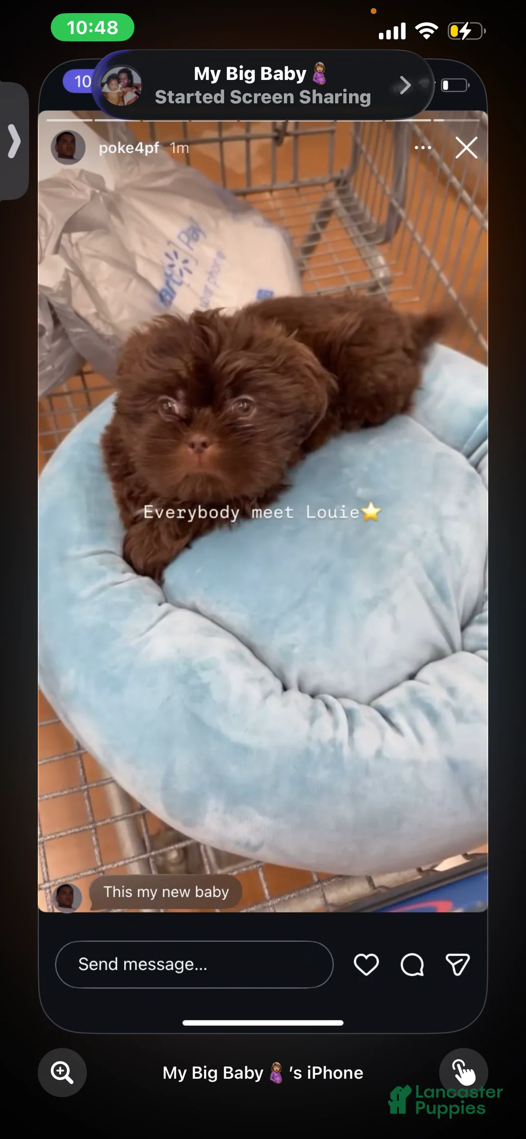Shih Tzu dogs for sale: Shih Tzu Puppy 4 - Ad 1
