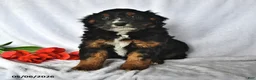 Mixed Breed dogs for sale: Brady - Ad 2