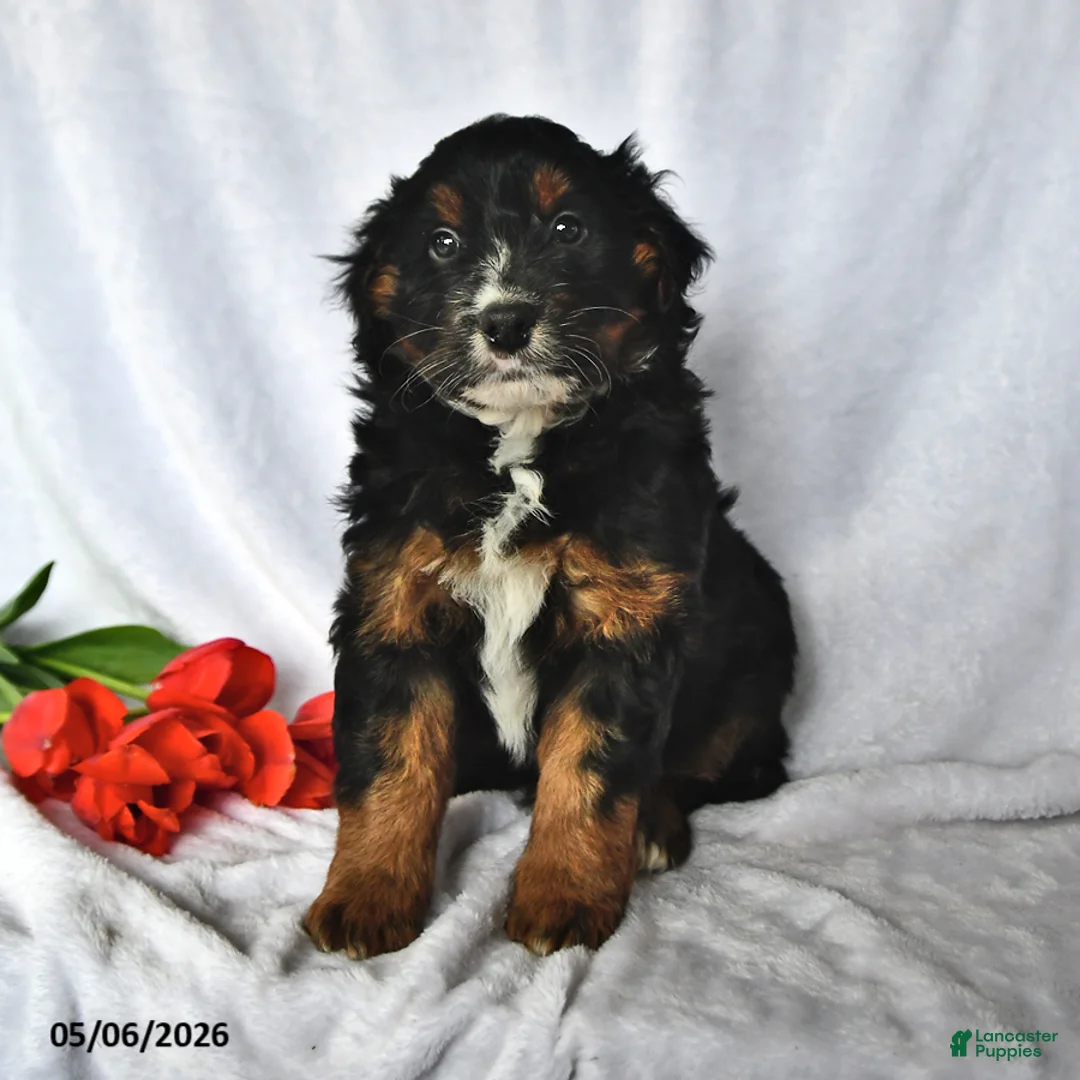 Mixed Breed dogs for sale: Brady - Ad 2