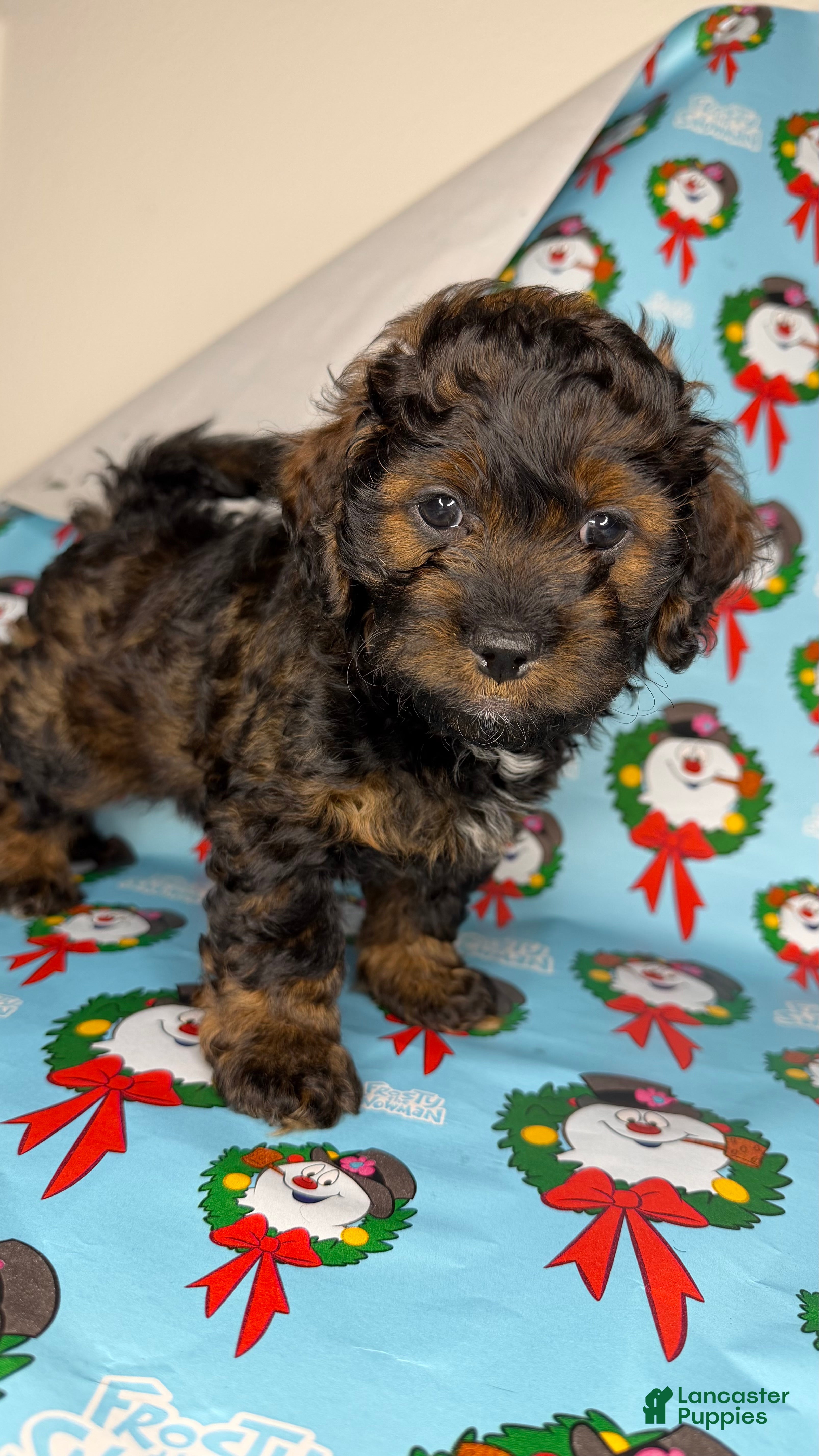 Shihpoo dogs st peter - Ad 25