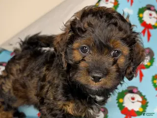 Shihpoo dogs st peter - Ad 4