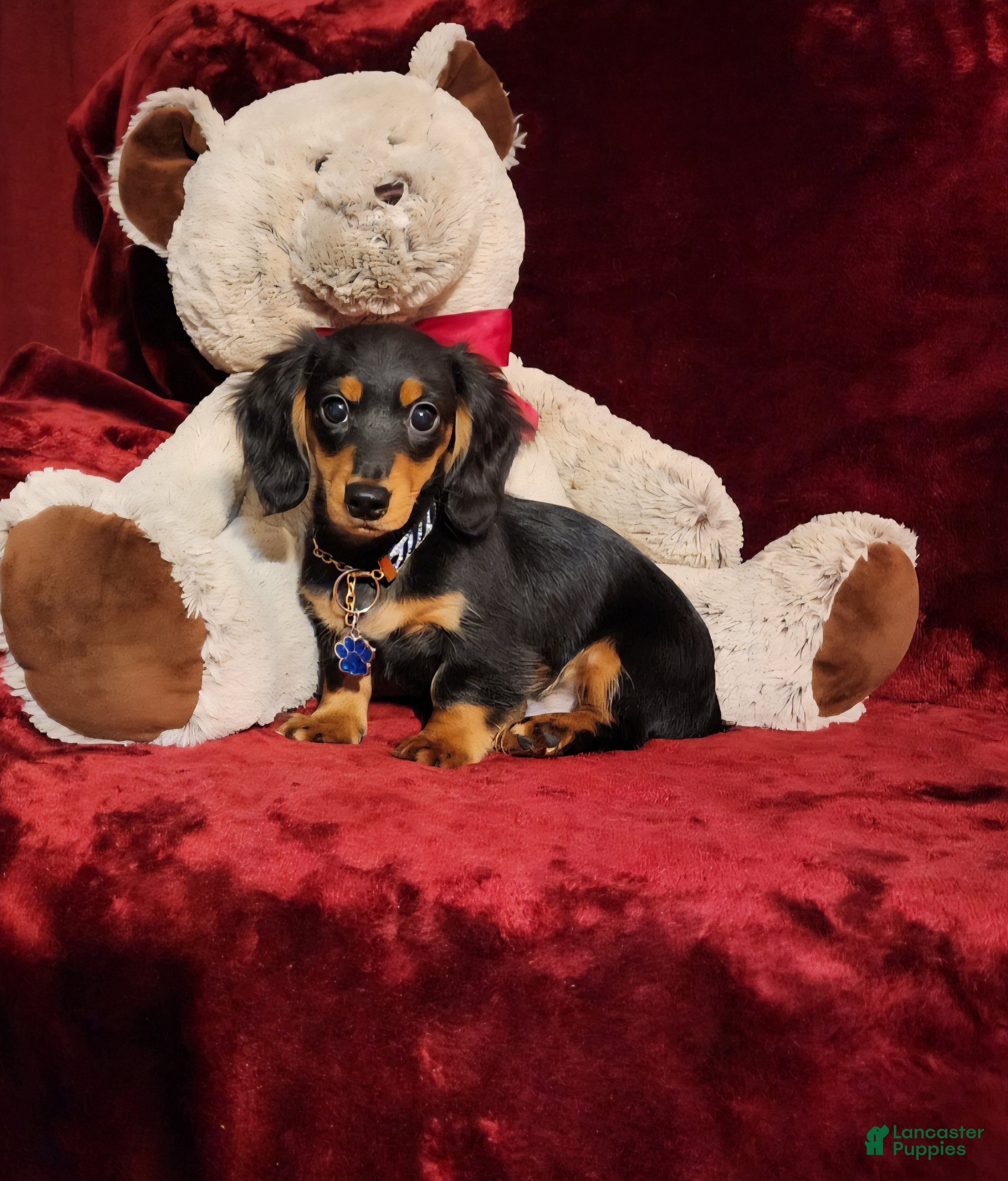 Miniature Dachshund dogs RYDER - Ad 10
