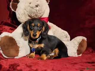 Miniature Dachshund dogs RYDER - Ad 10