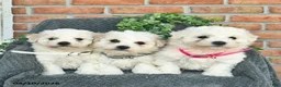 Bichon Frise dogs for sale: Sadie  - Ad 3