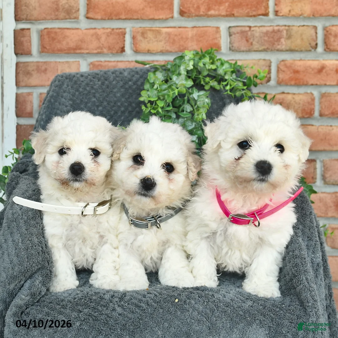 Bichon Frise dogs for sale: Sadie  - Ad 3