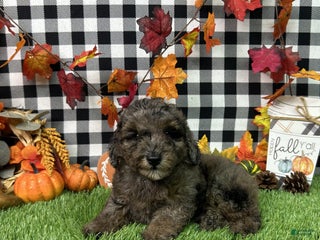 Maltipoo dogs - Ad 4