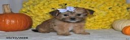 Shorkie dogs for sale: Violet - Ad 4