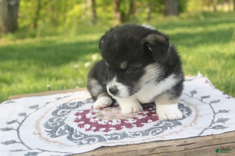 Welsh Corgi Pembroke dogs Maverick - Ad 2